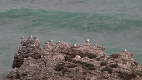 Many-seagulls-sitting-on-rock-with-waves-breaking-in-background,-long-shot