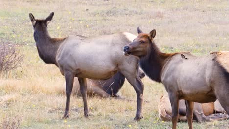 Pair-Of-Female-Elk-with-No-Horns-Chewing-Grass-While-Standing-in-Feild-At-Rocky-Mountain-National-Park,-Colorado