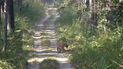 A-Bengal-tiger-walking-on-a-dirt-road-in-the-jungle-before-disappearing-into-the-jungle-in-the-Chitwan-National-Park-in-Nepal