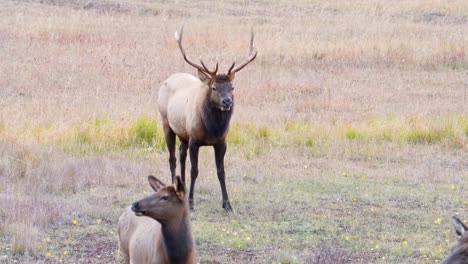 Männlicher-Elch-Mit-Großem-Geweih-Steht-Und-Beobachtet-Seine-Herde,-Während-Er-Auf-Der-Wiese-Im-Rocky-Mountain-Nationalpark-In-Colorado,-USA,-Weidet