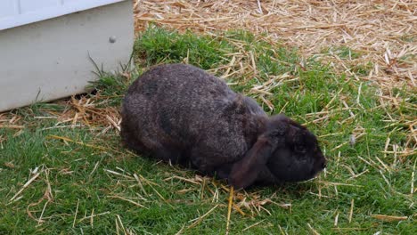 A-cute-black-rabbit-on-the-grass-on-a-windy-day