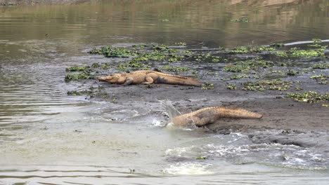 Einige-Muggar-Krokodile-Tauchen-Im-Chitwan-Nationalpark-In-Nepal-Von-Einem-Flussufer-Ins-Wasser