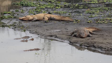 Einige-Muggar-Krokodile-Liegen-An-Einem-Flussufer-Im-Chitwan-Nationalpark,-Einige-Schwimmen-Auch-Im-Wasser