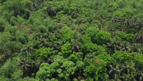 Aerial-or-top-view-of-deep-green-forest-or-jungle