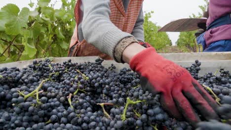 Slow-motion-truck-right-of-a-hand-cleaning-grapes-from-a-bin-at-harvest-time,-Leyda-Valley,-Chile