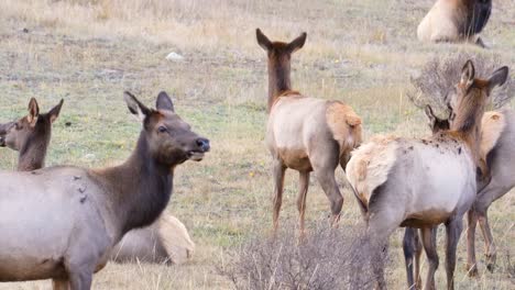 Frightened-Elks-Get-Up-Quickly-From-The-Ground-Then-Look-Around-While-One-Elk-Peed-At-Rocky-Mountain-National-Park-In-Colorado,-USA