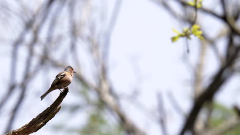 Finch-sings-on-top-of-a-branch-en-then-flies-away