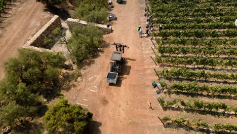 Aerial-view-dolly-in-of-a-tractor-transporter-with-a-bin-full-of-grapes,-vineyard-in-Leyda-Valley,-Chile