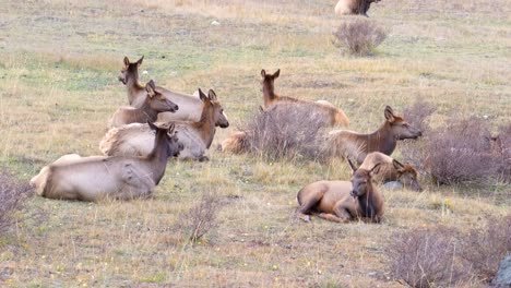 Herde-Weiblicher-Elche,-Die-In-Einer-Gruppe-Ruhen-Und-Essen,-Während-Sie-Im-Rocky-Mountain-Nationalpark-In-Einer-Wiese-Im-Boden-Liegen