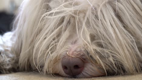 A-bearded-collie-dog-relaxes-at-home