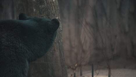 Close-Up-Of-American-Black-Bears-Curiously-Looking-Around