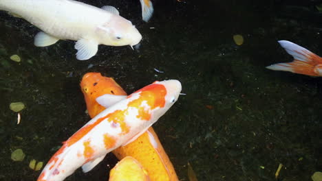 A-variety-of-Koi-fish-swimming-in-a-pond