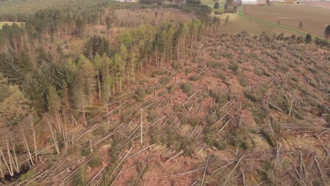 Coniferous-forest-damaged-by-strong-winds-during-a-storm