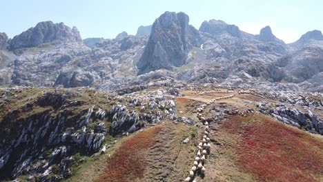 Flock-of-Sheep-Walks-Uphill-the-Mountains-in-Prokletije-National-Park,-Montenegro---Aerial