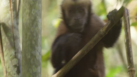 A-capuchin-monkey-climbs-straight-up-a-branch-inside-a-tree,-close-up-following-shot