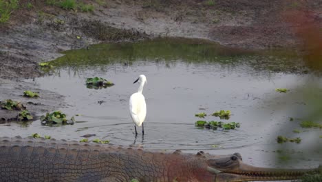 An-egret-fishing-beside-a-gharial-crocodile-in-a-small-pool-of-water-in-the-Chitwan-National-Park-in-Nepal