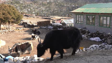 A-yak-walking-along-a-trail-in-the-Himalaya-Mountains-of-Nepal-on-the-trail-to-Everest-Base-Camp
