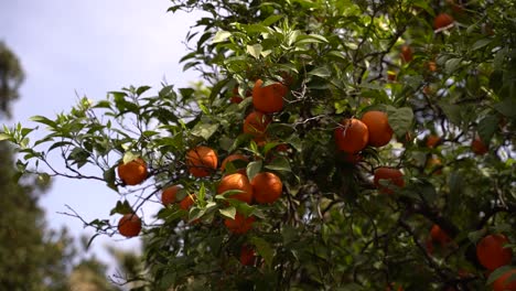 Tiro-Giratorio-Lento-Alrededor-De-Las-Naranjas-Que-Crecen-En-El-árbol