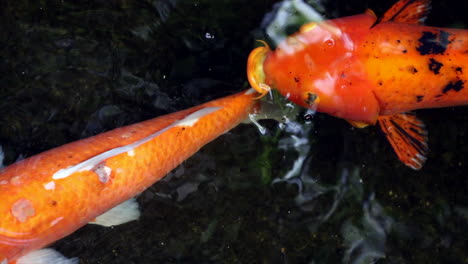 Orangefarbene-Und-Weiße-Koi-Fische,-Die-In-Einem-Teich-Schwimmen