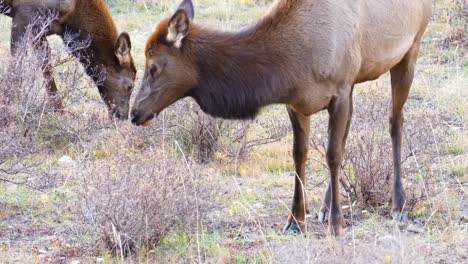 Zwei-Weibliche-Elche,-Die-Mit-Der-Herde-Im-Rocky-Mountain-Nationalpark-In-Colorado,-USA,-Auf-Der-Wiese-Grasen-Und-Essen