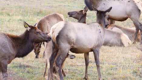 Female-Elk-Nursing-Her-Calf-With-The-Herds-In-The-Wilderness-Of-Rocky-Mountain-National-Park