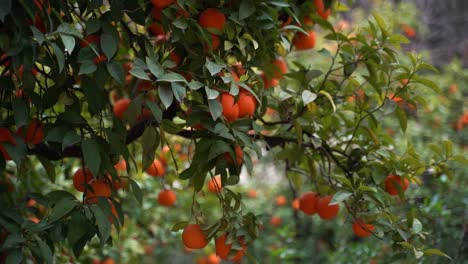 Dunkelgrüner-Baum,-Auf-Dem-Viele-Leuchtende-Orangen-Wachsen
