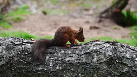 Winziges-Süßes-Rotes-Eichhörnchen,-Das-Nüsse-Auf-Einem-Umgestürzten-Baum-Im-Wald-Isst