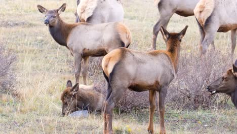 Herd-Of-Female-Wild-Elk-Grazing-on-Grass,-Resting-in-the-Bushes-And-Lying-In-The-Field-At-Daytime-In-Rocky-Mountain-National-Park,-Colorado