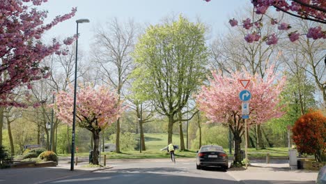 Cyclist-biking-in-green-residential-suburb-during-spring,-Avenue-Tervuren-in-background---Sint-Pieters-Woluwe,-Belgium