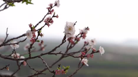 Close-up-of-beginning-cherry-blossoms-with-background-blur