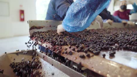 Close-up-view-of-the-fall-of-a-sorting-table,-hand-removing-the-red-grape-waste,-wine-process