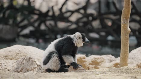 Endangered-Black-and-white-Ruffed-Lemur-Sitting-On-The-Ground