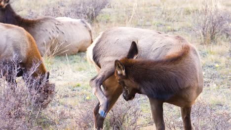 Erwachsener-Weiblicher-Elch,-Der-Sein-Bein-Mit-Ihrem-Kopf-Im-Rocky-mountain-nationalpark-In-Einer-Herde-Von-Wild-Lebenden-Tieren-Auf-Dem-Grasland-Von-Colorado-Kratzt