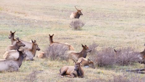 Herd-Of-Female-Elk-With-Head-Male-Elk-Protecting-While-Lying-In-The-Ground-At-Rocky-Mountain-National-Park-in-a-Grass-Field
