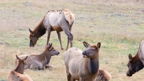 Group-Of-Female-Elk-Eating-Grass,-Resting-And-Lying-In-The-Field-At-Daytime-In-Rocky-Mountain-National-Park,-Colorado