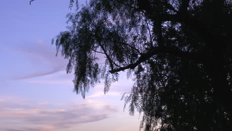 Ein-Kalifornischer-Pfefferbaum-Oder-Schinus-Molle-Gegen-Den-Abendhimmel