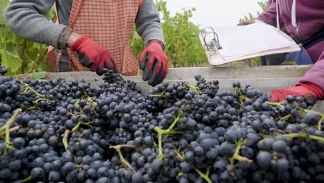 Close-up-view-of-a-person's-hands-selecting-grapes-for-wine,-Leyda-Valley,-Chile