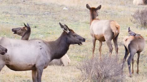 Herde-Wilder-Elche,-Die-Ihre-Ohren-Schütteln,-Während-Sie-Auf-Gras-Auf-Einer-Geschützten-Wiese-Im-Rocky-Mountain-Nationalpark-In-Colorado-Grasen---Statische-Nahaufnahme