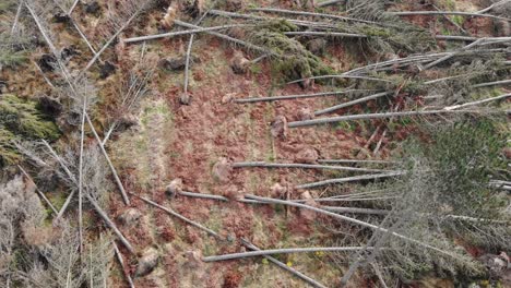 Drone-footage-of-a-devastated-forest-by-high-winds-during-a-storm
