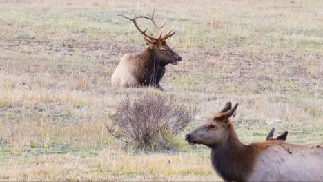 Großer-Gehörnter-Männlicher-Elch-Mit-Großem-Geweih-Beobachtet-Seine-Herde-Auf-Der-Wiese-Im-Rocky-mountain-nationalpark-In-Colorado,-Usa