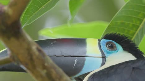 Extreme-close-up-of-a-magnificent-looking-white-throated-toucan