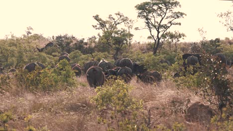 Große-Afrikanische-Büffelherde,-Die-In-Afrikanischen-Savannenbüschen-Weidet