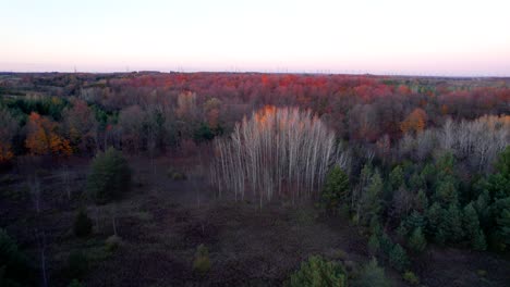 Yellow-Birch-Tree-Grove-with-bare-leaves-in-Fall-at-Sunset-Aerial-view-from-above