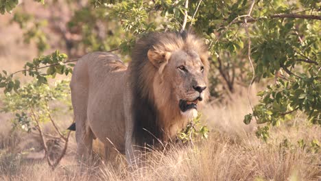 Lion-with-dark-mane-standing-under-tree-branches-in-african-savannah
