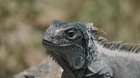 Iguana-Común-En-La-Selva-Tropical-Del-Caribe