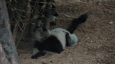 Schwarz-weißer-Gekräuselter-Lemur,-Der-Auf-Dem-Boden-Liegt,-Während-Andere-Weggehen