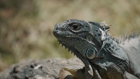 Close-Up-Portrait-Of-An-American-Iguana-Resting-On-A-Sunny-Day-In-South-America