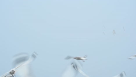 Seagulls-flying-and-feeding-on-air-in-Bang-Pu-Recreation-Center,-Thailand