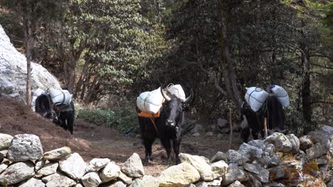 Yaks-resting-behind-a-stone-wall-along-the-trail-to-Everest-Base-Camp-in-the-Himalaya-Mountains-of-Nepal