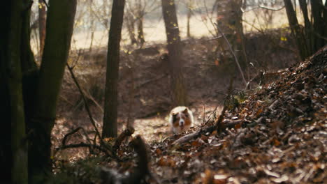 Australian-shepherd-running-in-forest,-active-healthy-dog-enjoying-life,-front-view